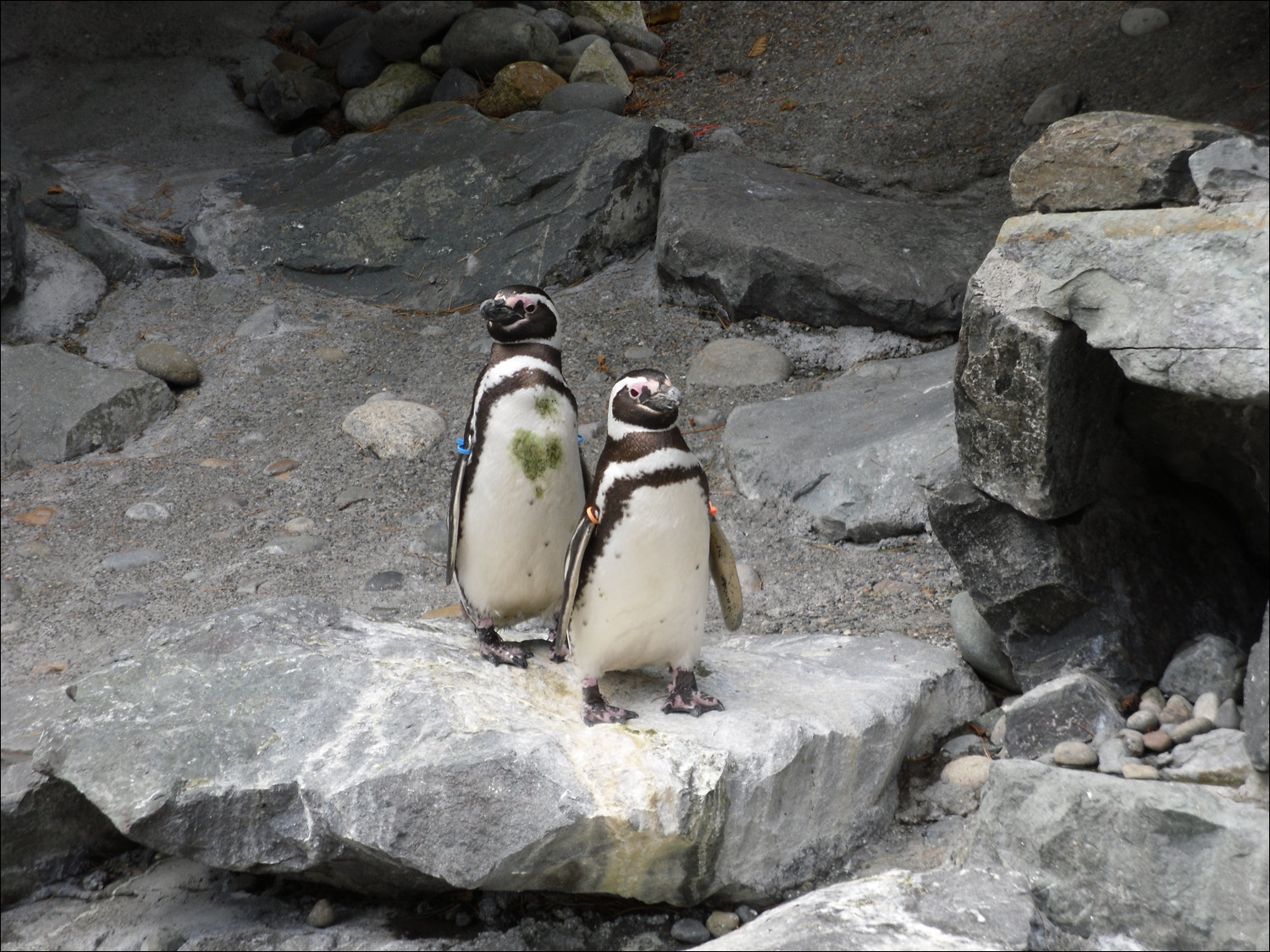 Tacoma, WA-Point Defiance Zoo & Aquarium-penguis